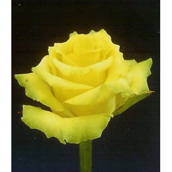 Роза импортная JADE 50-60 см 15 шт.