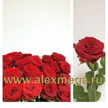Российская роза 40 см.