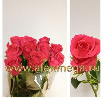 Роза импортная ТОПАЗ 30-40 см. 15 шт.