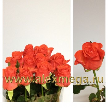 Роза Российская ВАУ (Wow) 10 шт., 70-90 см.