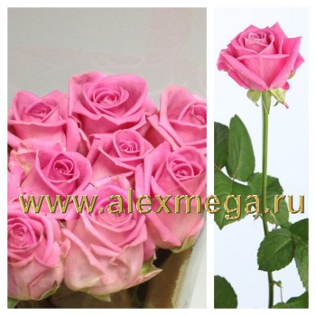 Роза Российская Аква (Aqua) 50-60 см 10 шт.