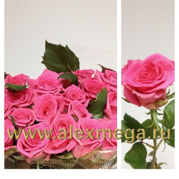 Роза импортная ТОПАЗ 50-60 см. 15 шт.